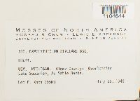 Brachythecium rivulare image