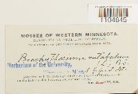 Brachythecium rutabulum image