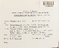 Brachythecium rutabulum image