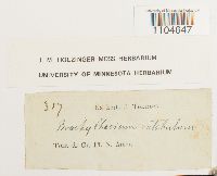 Brachythecium rutabulum image