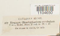 Brachythecium rutabulum image