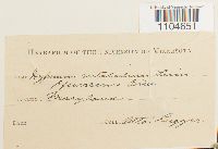 Brachythecium rutabulum image