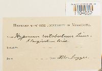 Brachythecium rutabulum image