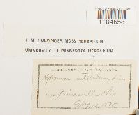 Brachythecium rutabulum image