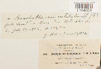 Brachythecium rutabulum image