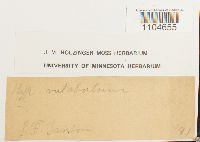 Brachythecium rutabulum image