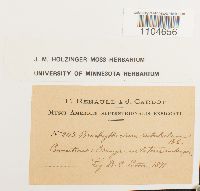 Brachythecium rutabulum image