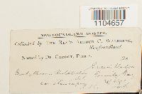 Brachythecium rutabulum image