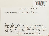 Brachythecium rutabulum image