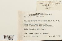 Brachythecium rutabulum image