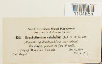 Brachythecium rutabulum image
