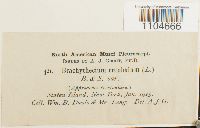 Brachythecium rutabulum image