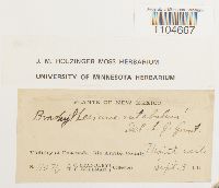 Brachythecium rutabulum image