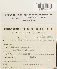 Brachythecium rutabulum image