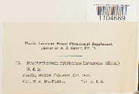 Brachythecium rutabulum image