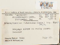 Brachythecium rutabulum image