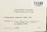 Brachythecium rutabulum image