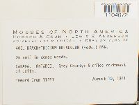 Brachythecium rutabulum image