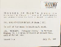 Brachythecium rutabulum image