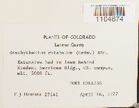 Brachythecium rutabulum image