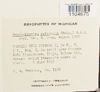 Brachythecium rutabulum image