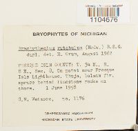 Brachythecium rutabulum image