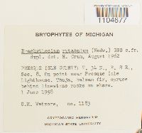 Brachythecium rutabulum image