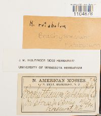 Brachythecium rutabulum image