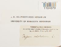 Brachythecium rutabulum image