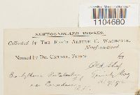 Brachythecium rutabulum image