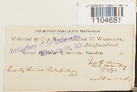 Brachythecium rutabulum image