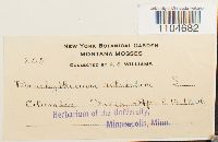 Brachythecium rutabulum image