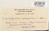 Brachythecium rutabulum image