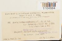 Brachythecium rutabulum image