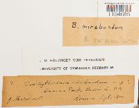 Brachythecium rutabulum image