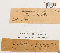 Brachythecium rutabulum image