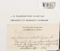 Brachythecium rutabulum image