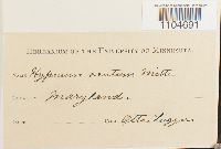 Brachythecium mildeanum image