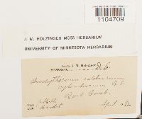 Brachythecium salebrosum image