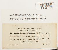 Brachythecium salebrosum image