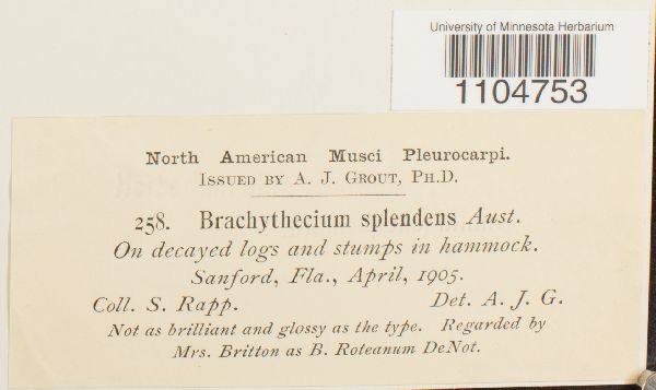 Brachythecium biventrosum image