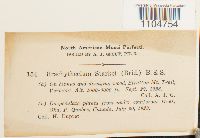 Brachythecium starkii image