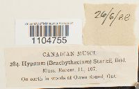 Brachythecium starkii image