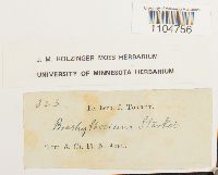 Brachythecium starkii image