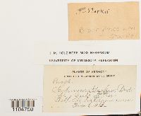 Brachythecium starkii image