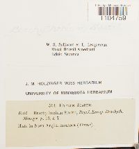 Brachythecium starkii image