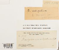 Brachythecium starkii image