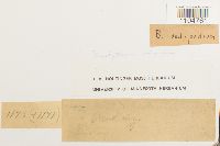 Brachythecium starkii image