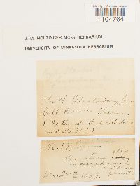 Brachythecium starkii image