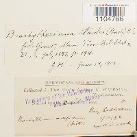 Brachythecium starkii image